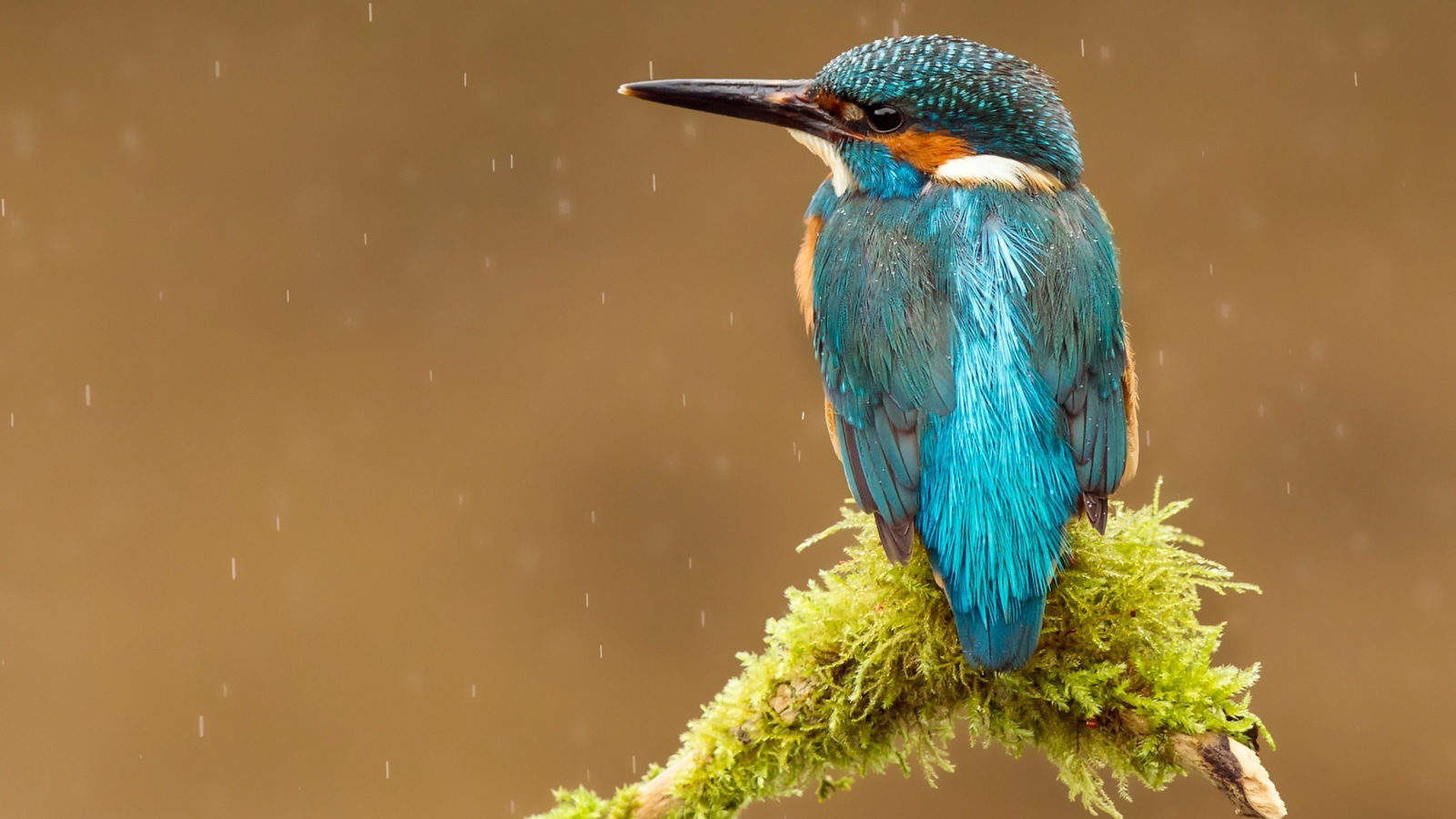 Blue Kingfisher Bird screenshot #1 1600x900