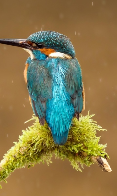 Blue Kingfisher Bird screenshot #1 240x400