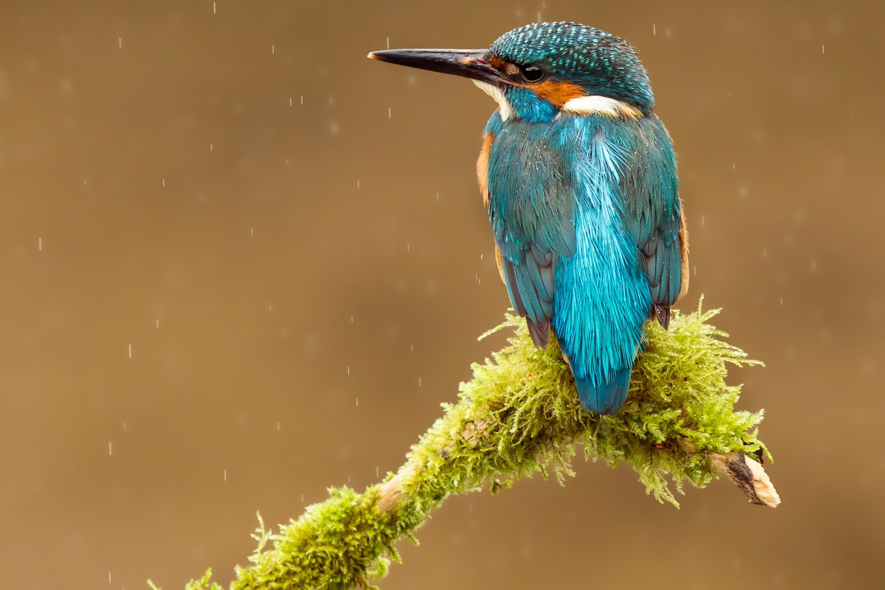 Sfondi Blue Kingfisher Bird 2880x1920