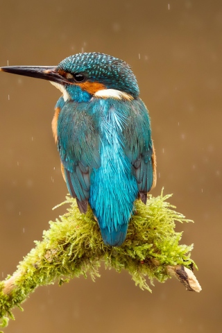 Fondo de pantalla Blue Kingfisher Bird 320x480