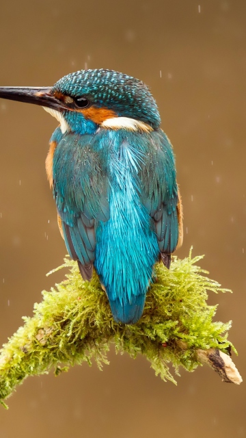 Обои Blue Kingfisher Bird 360x640