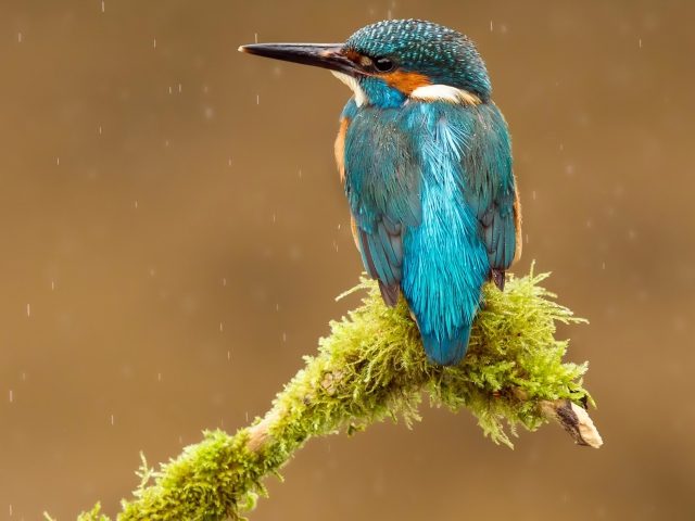 Sfondi Blue Kingfisher Bird 640x480