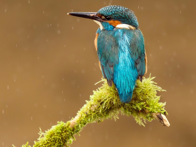 Blue Kingfisher Bird wallpaper 640x480