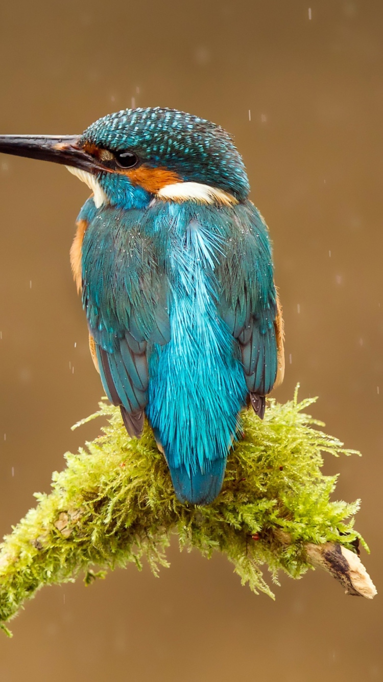 Sfondi Blue Kingfisher Bird 750x1334
