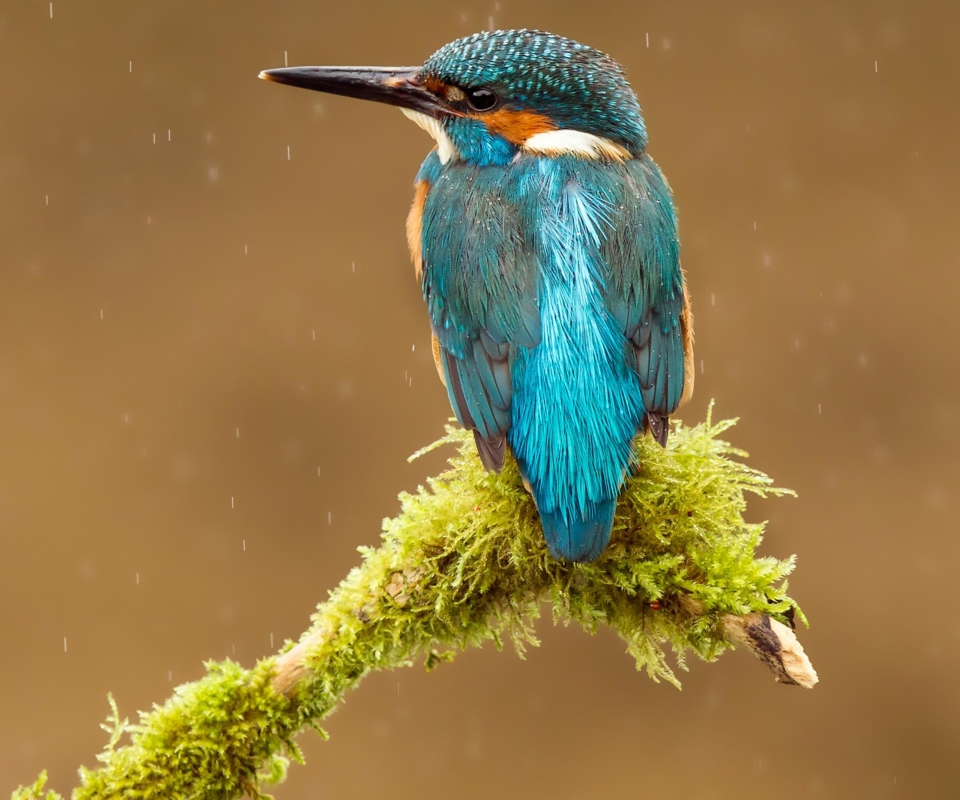 Das Blue Kingfisher Bird Wallpaper 960x800