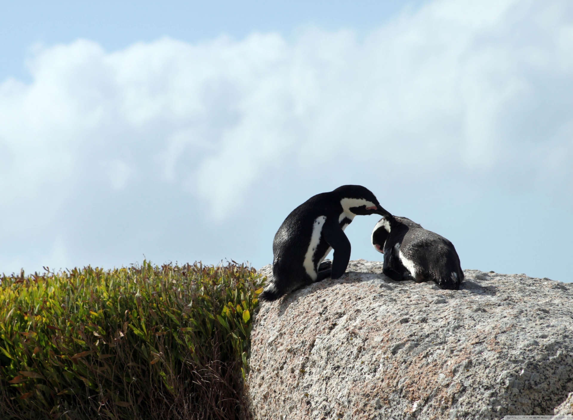 Fondo de pantalla Penguins 1920x1408