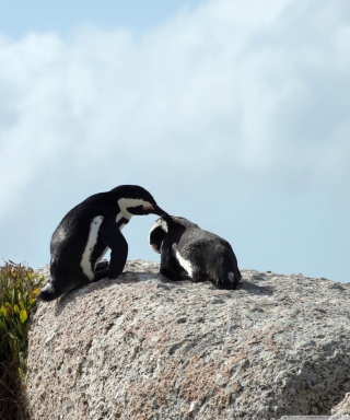 Penguins - Fondos de pantalla gratis para Nokia X2