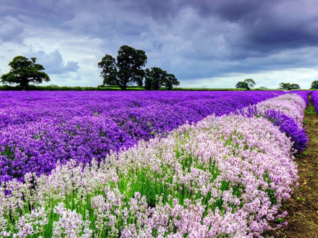 Lavender Field wallpaper 1024x768