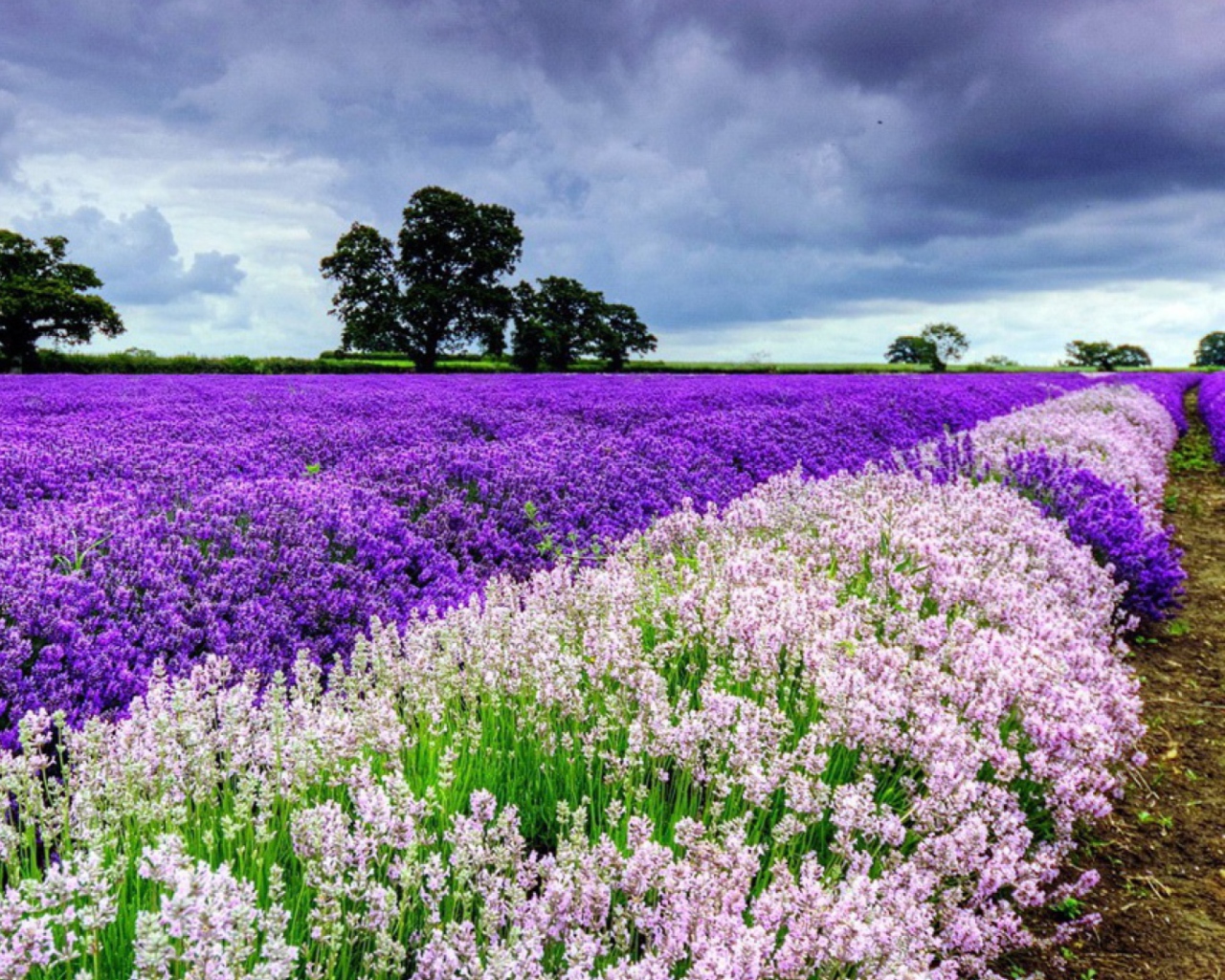 Lavender Field Wallpaper for Fullscreen Desktop 1280x1024