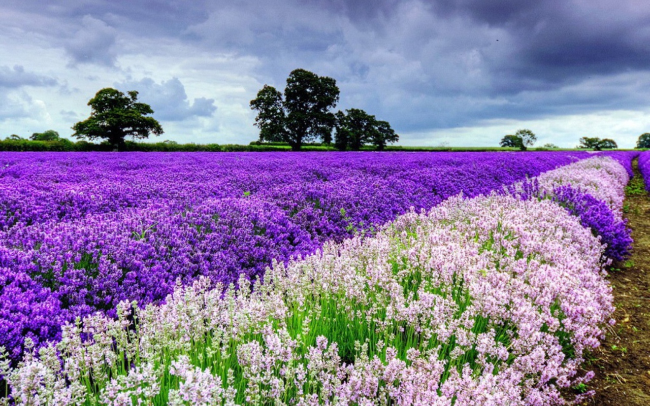 Lavender Field wallpaper 1280x800