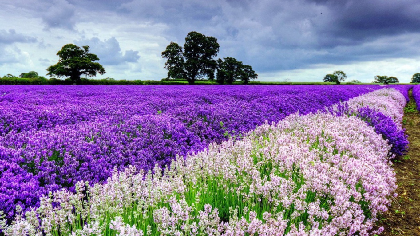 Das Lavender Field Wallpaper 1366x768