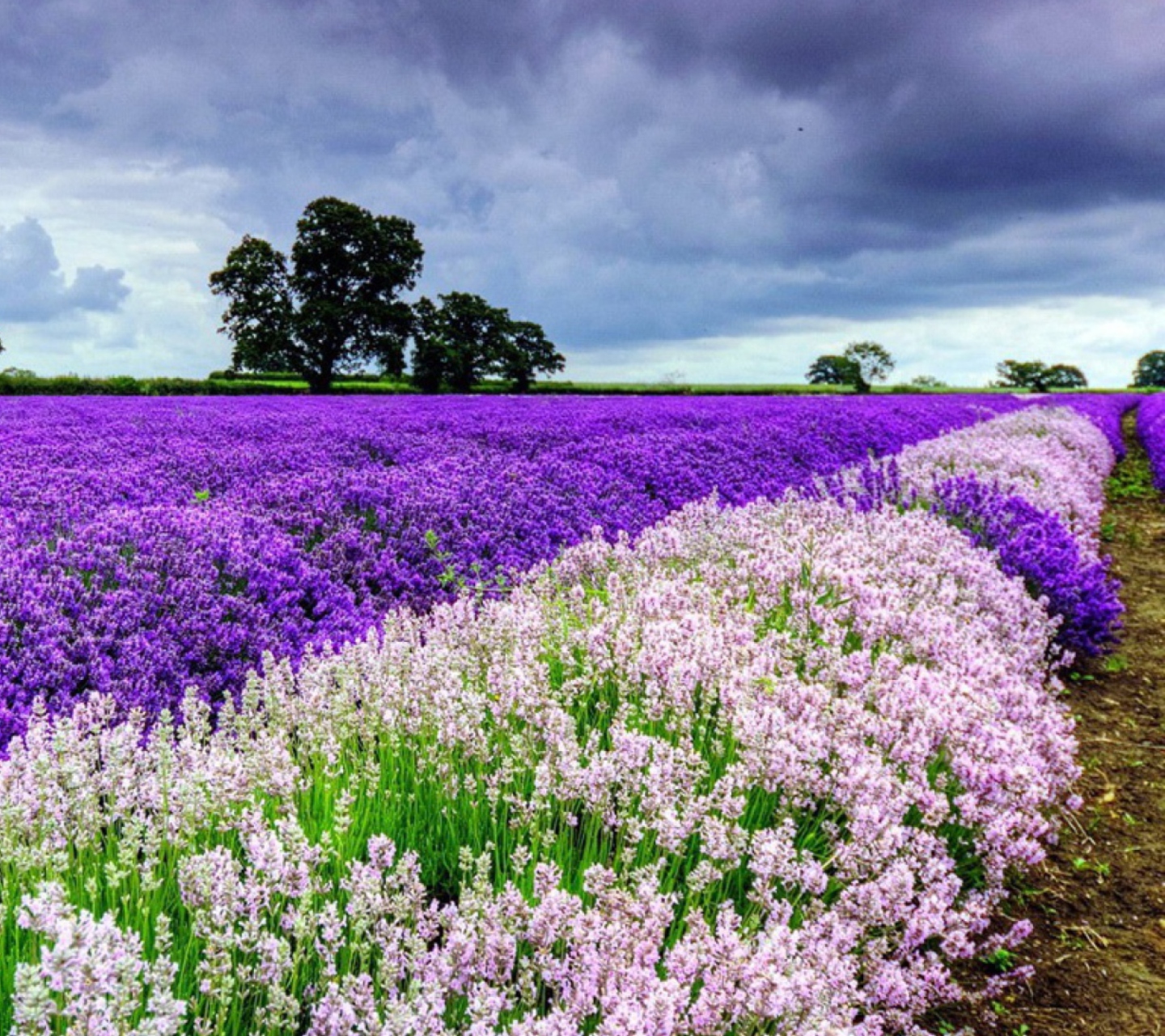 Lavender Field wallpaper 1440x1280