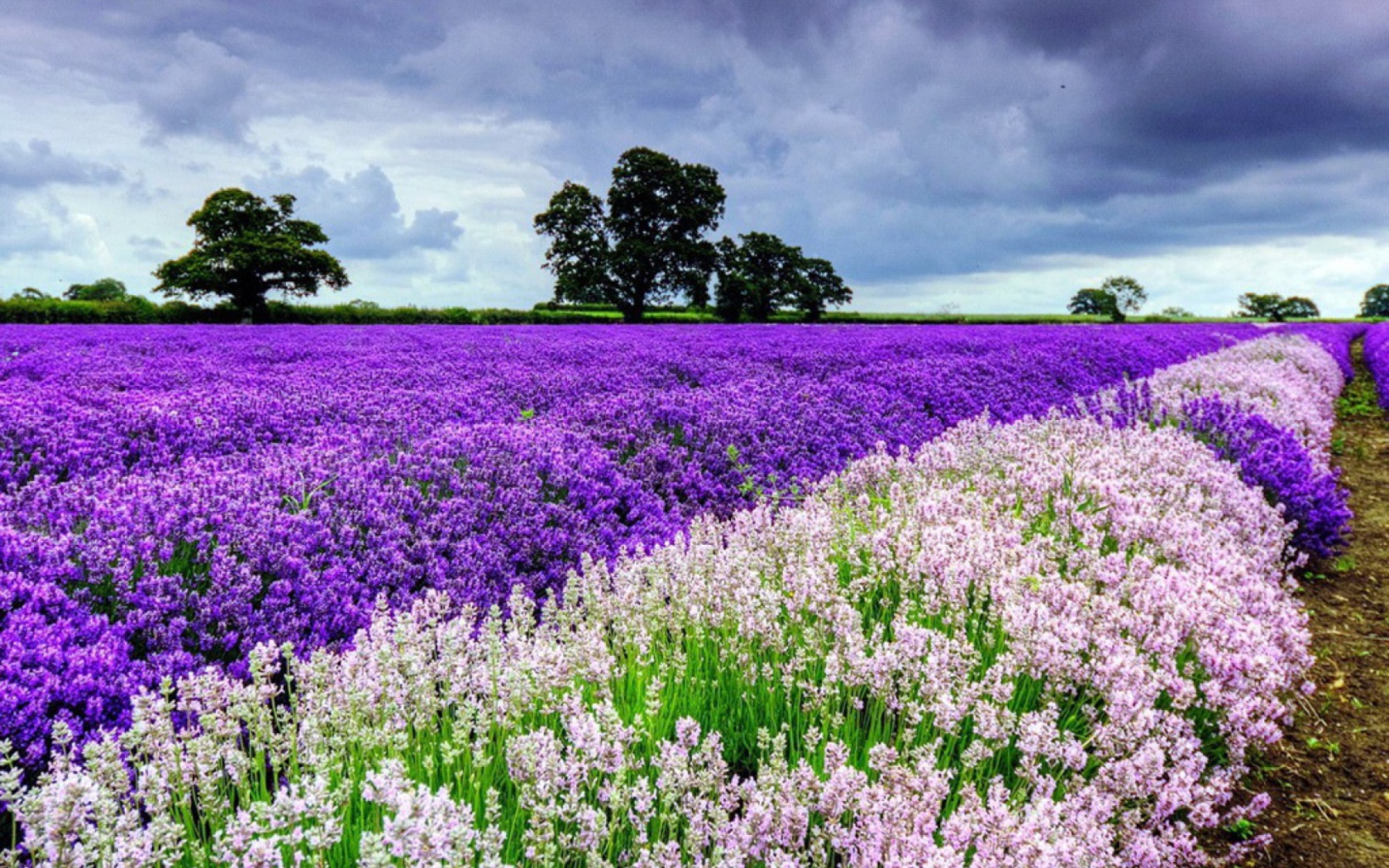 Das Lavender Field Wallpaper 1680x1050