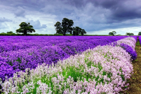 Sfondi Lavender Field 480x320