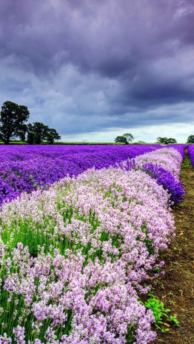 Das Lavender Field Wallpaper 640x1136