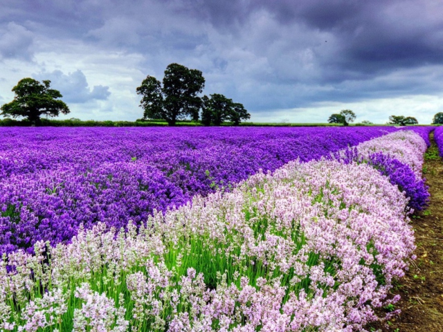Обои Lavender Field 640x480