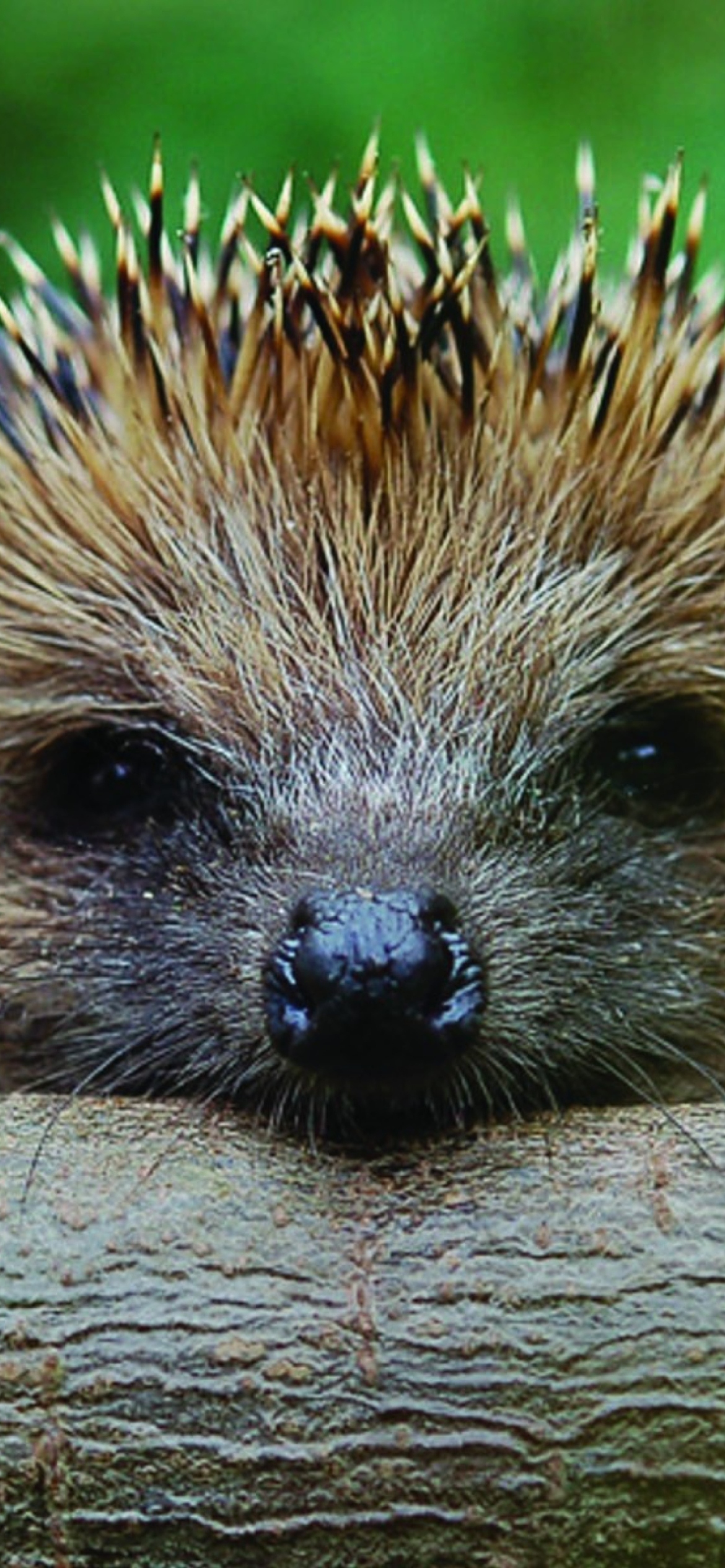 Sfondi Hedgehog Close Up 1170x2532