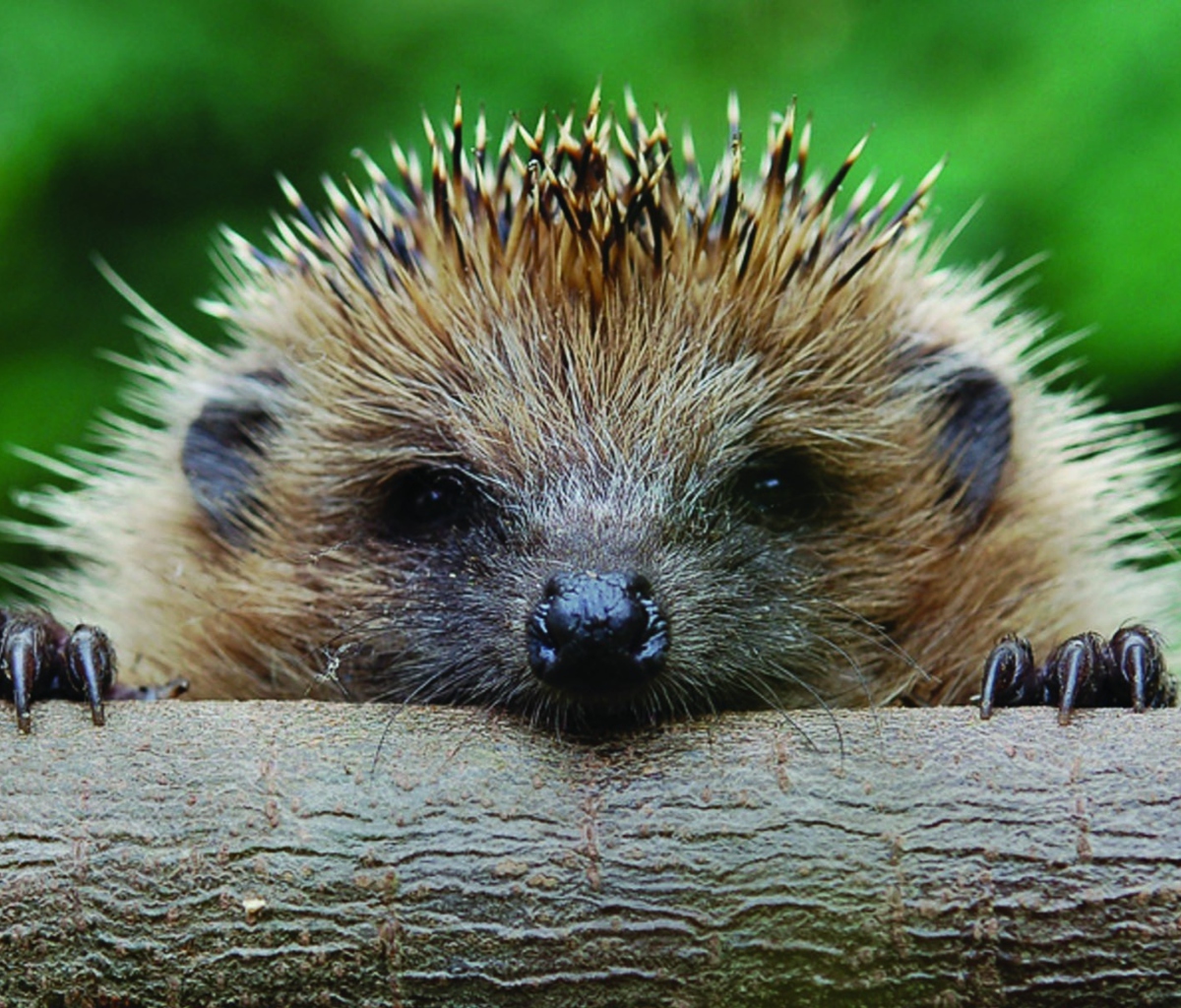 Hedgehog Close Up wallpaper 1200x1024