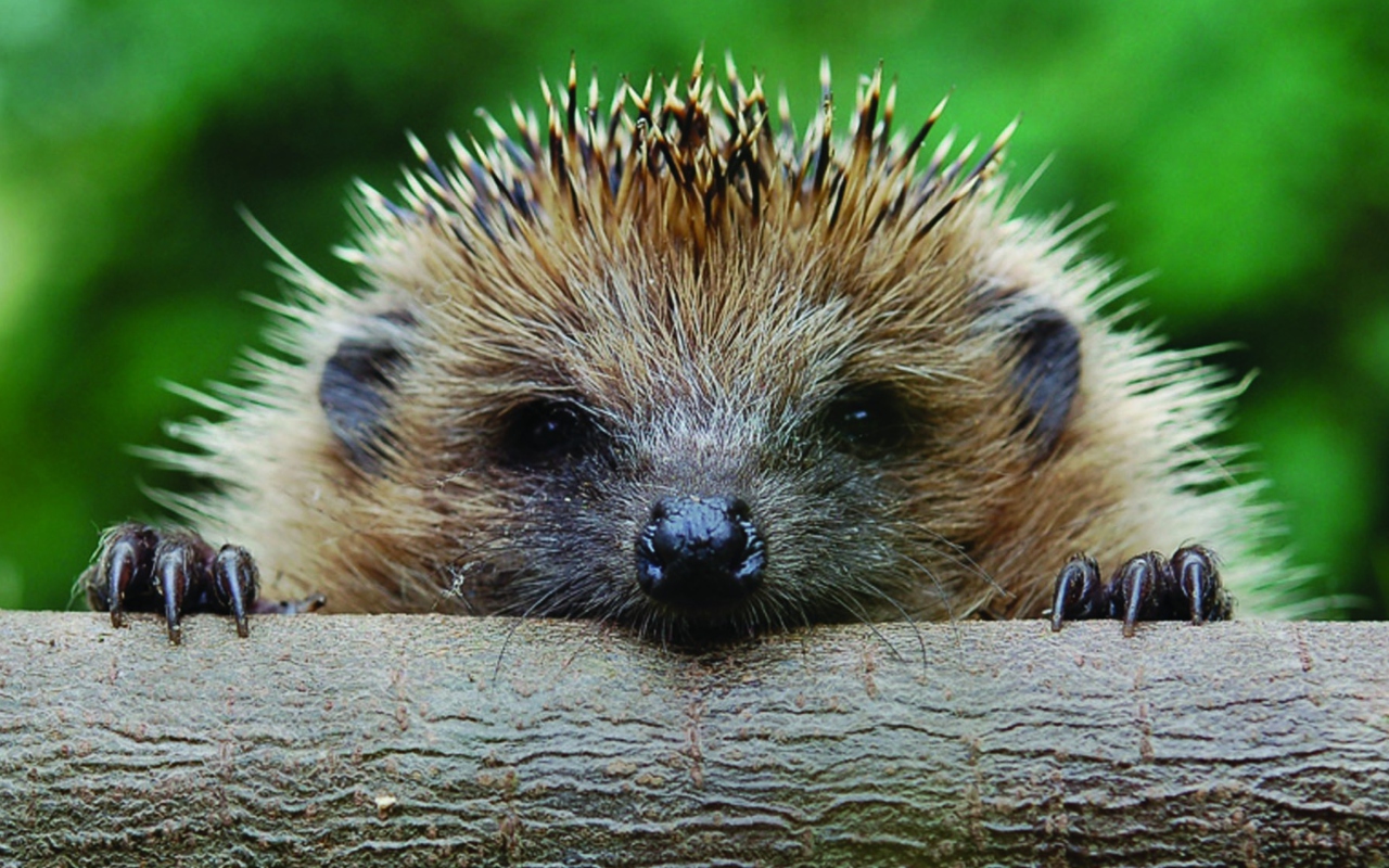 Hedgehog Close Up wallpaper 1280x800