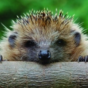 Hedgehog Close Up wallpaper 128x128