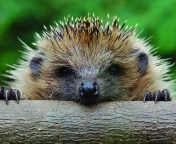 Das Hedgehog Close Up Wallpaper 176x144