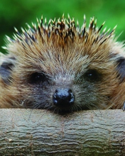 Обои Hedgehog Close Up 176x220