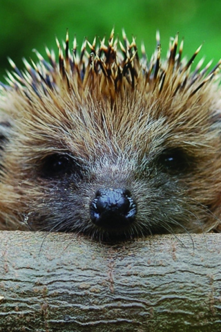 Fondo de pantalla Hedgehog Close Up 320x480