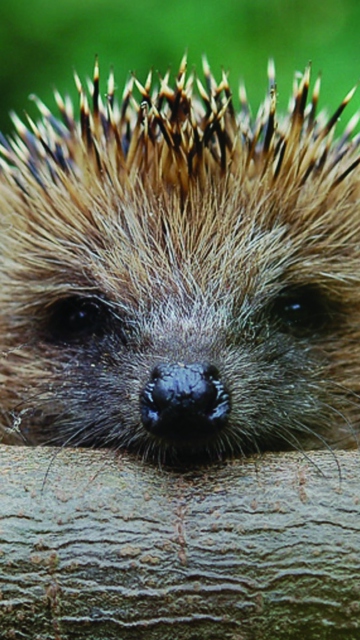 Обои Hedgehog Close Up 360x640