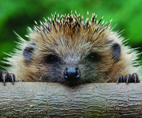 Hedgehog Close Up screenshot #1 480x400