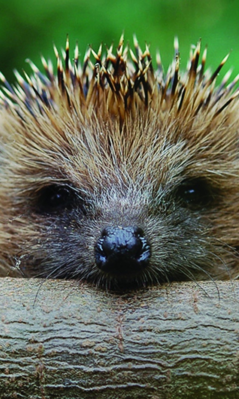 Hedgehog Close Up wallpaper 480x800