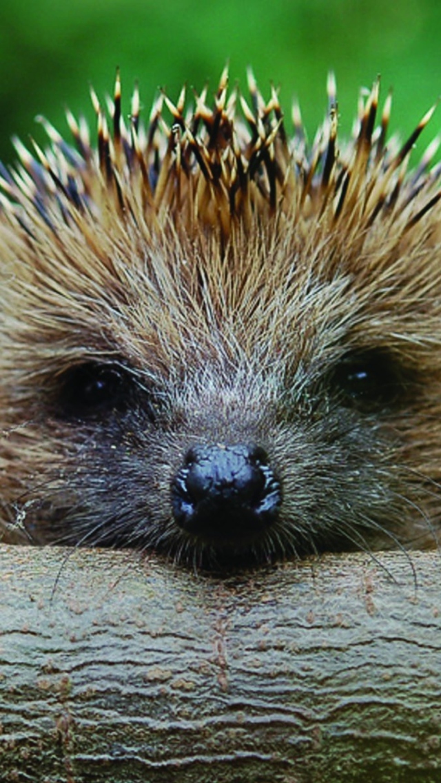 Hedgehog Close Up wallpaper 640x1136