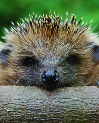 Hedgehog Close Up - Obrázkek zdarma pro Nokia C1-01