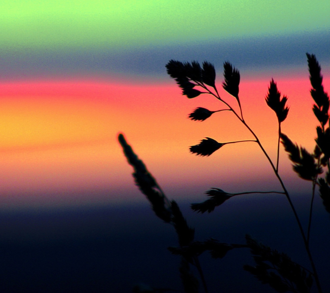 Herbs And Rainbow Sky screenshot #1 1080x960