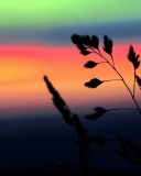 Herbs And Rainbow Sky wallpaper 128x160