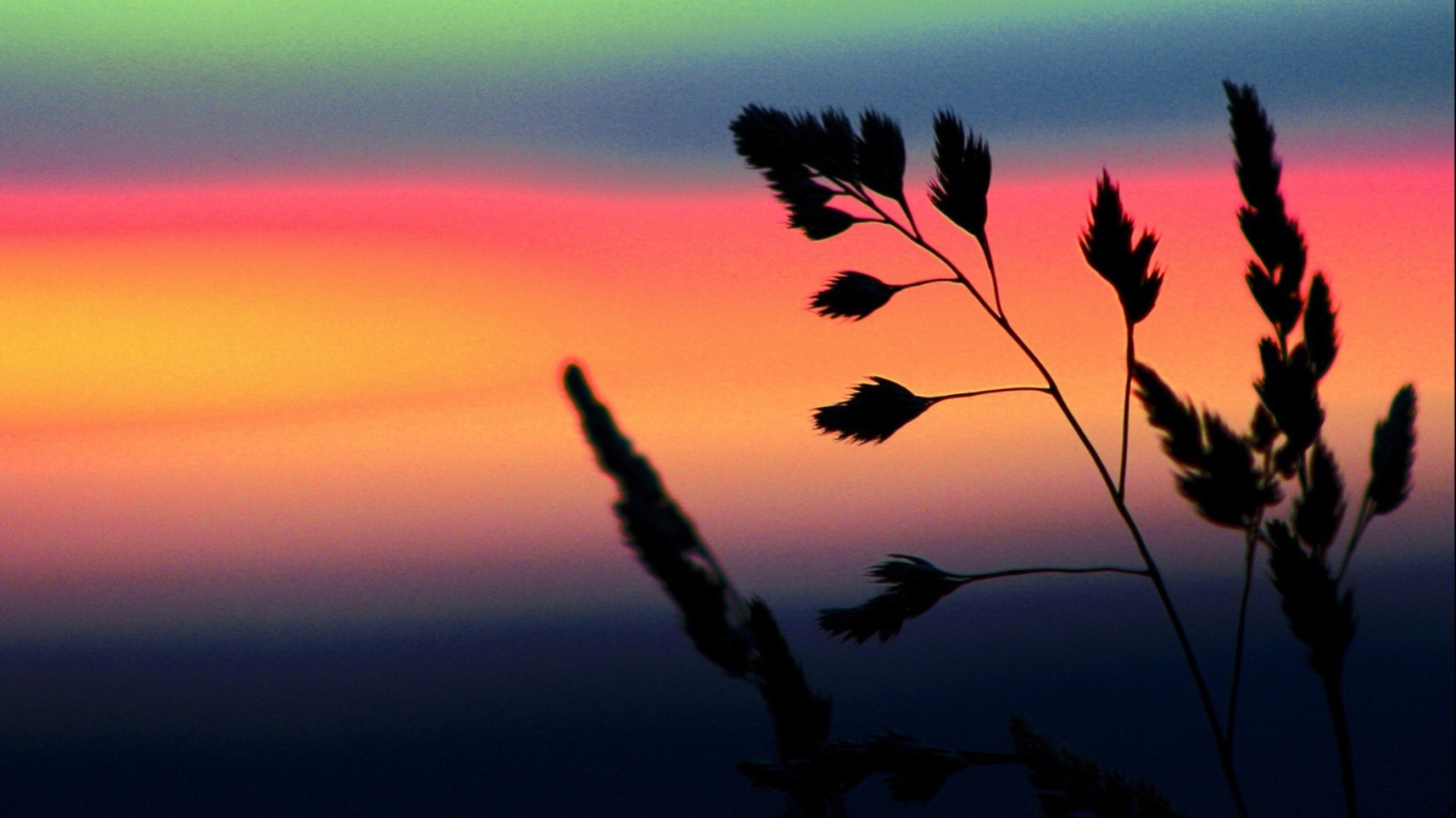 Das Herbs And Rainbow Sky Wallpaper 1366x768