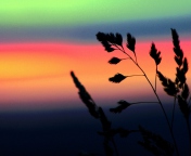 Fondo de pantalla Herbs And Rainbow Sky 176x144