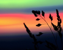 Herbs And Rainbow Sky screenshot #1 220x176