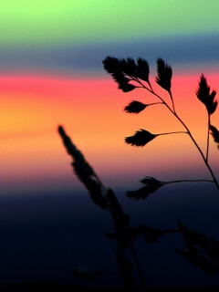 Herbs And Rainbow Sky screenshot #1 240x320