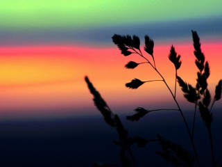 Herbs And Rainbow Sky screenshot #1 320x240