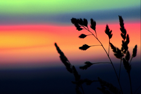 Herbs And Rainbow Sky screenshot #1 480x320