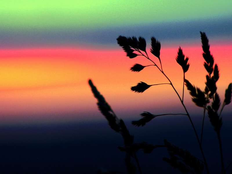 Herbs And Rainbow Sky screenshot #1 800x600