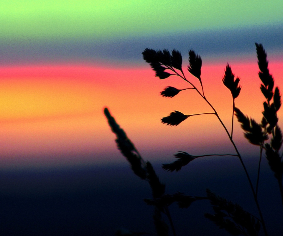 Herbs And Rainbow Sky screenshot #1 960x800