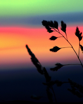 Herbs And Rainbow Sky - Obrázkek zdarma pro 640x1136