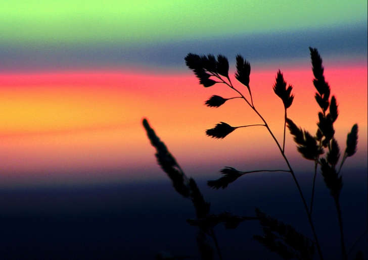 Herbs And Rainbow Sky wallpaper