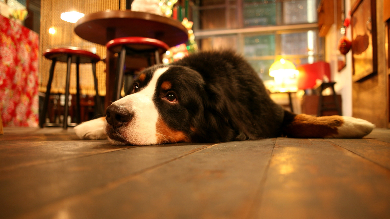 Das Dog in Cafe Wallpaper 1280x720