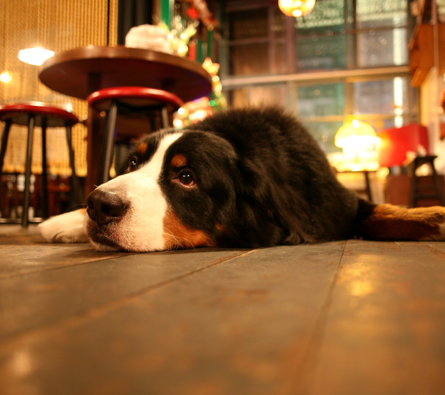 Dog in Cafe wallpaper 1440x1280