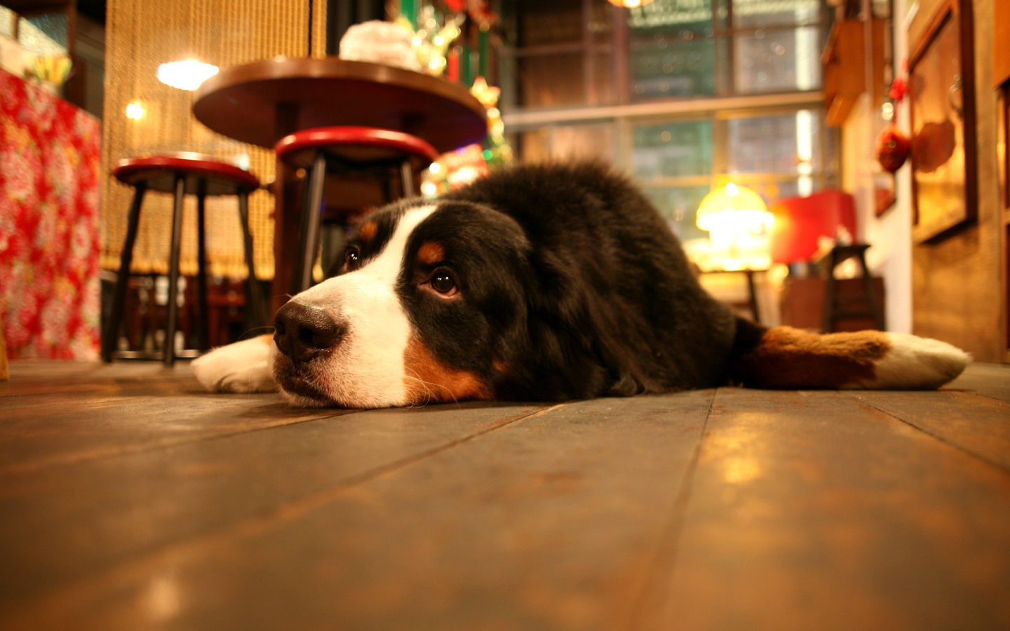 Обои Dog in Cafe 1440x900