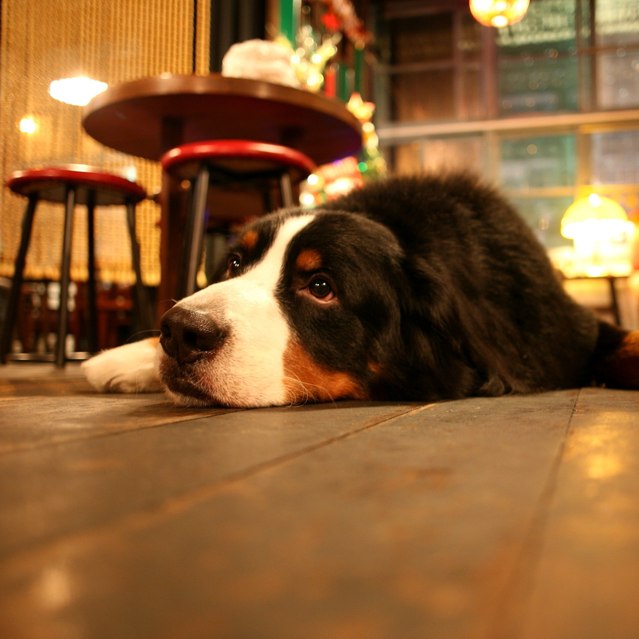 Sfondi Dog in Cafe 2048x2048