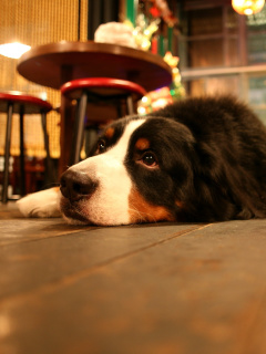 Dog in Cafe wallpaper 240x320