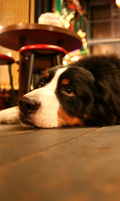 Dog in Cafe wallpaper 240x400